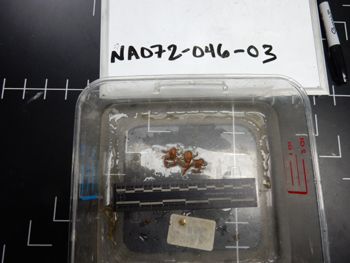 Media type: image;   Invertebrate Zoology 139224